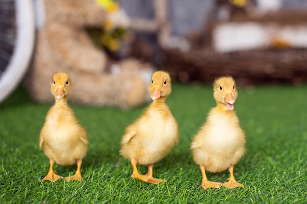 Gele eendjes lopen op groen gras