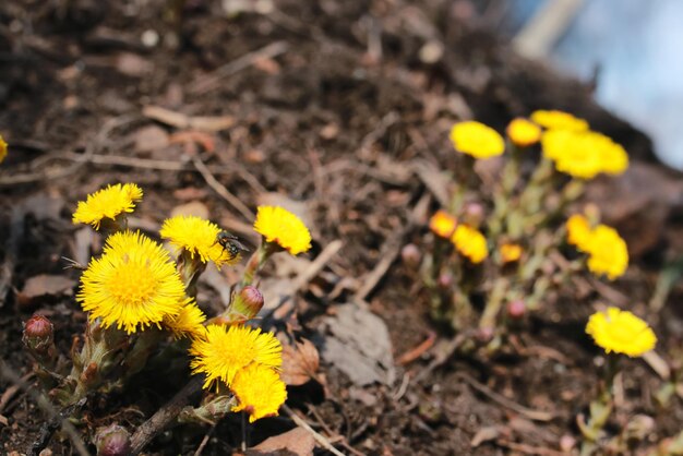 Gele eerste bloemen