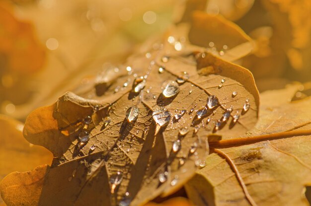 Gele eikenbladeren op een grond Herfst eikenbladeren achtergrond Herfst eikenbladeren in de herfst Herfst eikenbladeren achtergrond