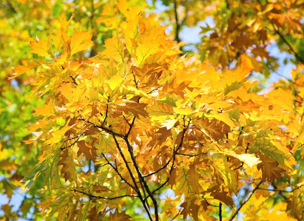 Gele eikenboom gebladerte natuurlijke herfst achtergrond