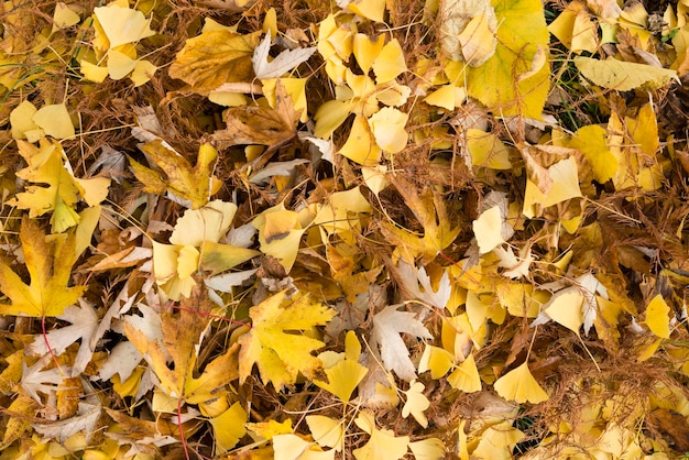 Gele en bruine gevallen bladeren