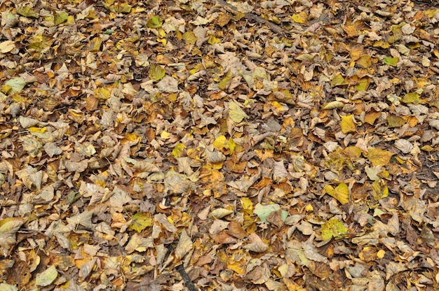 Gele en droge bladeren op de grond. Tapijt op de grond gemaakt van bladeren die van bomen zijn gevallen. Achtergrond, textuur.