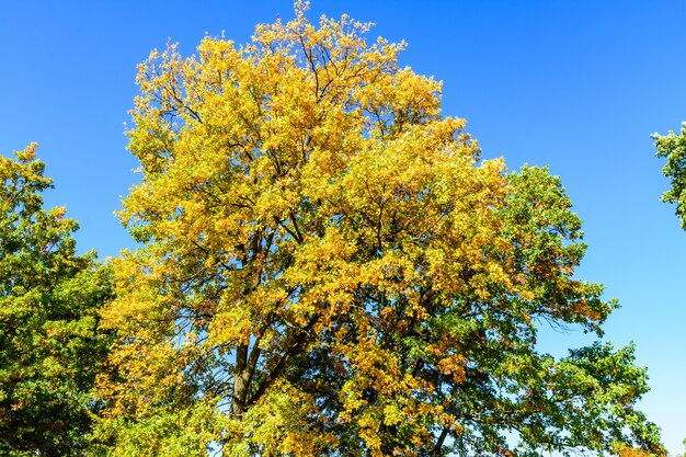 Gele en groene bladeren aan een grote eik in de herfst