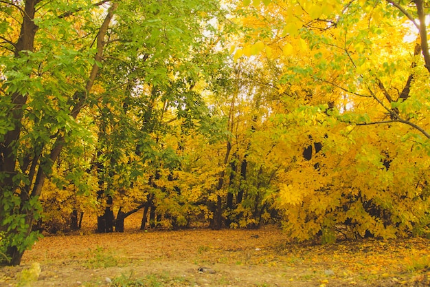 Gele en groene bomen in rustig park. Herfst concept.