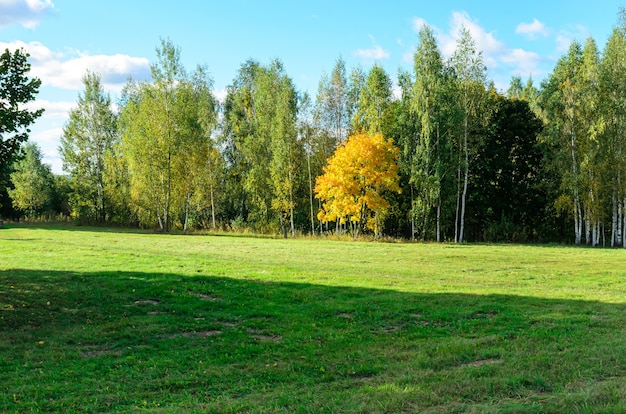 gele en groene bosbomen in de herfst