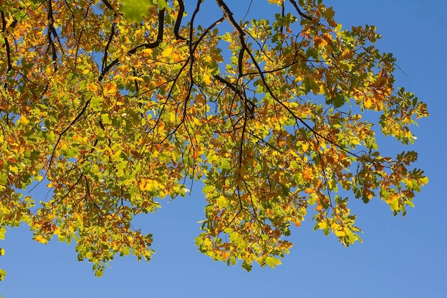 Gele en groene herfsteikenbladeren tegen een blauwe lucht