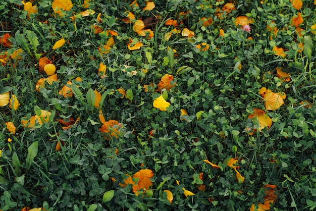 Gele en oranje gevallen bladeren op groen gras, bovenaanzicht. Herfst achtergrond