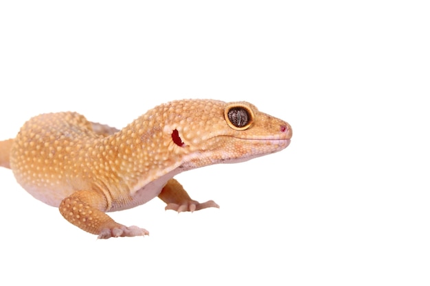 Gele en oranje gevlekte luipaardgekko op wit