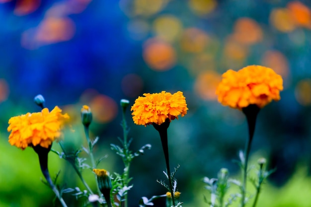 Gele en oranje goudsbloem bloeit tagetes in bloei