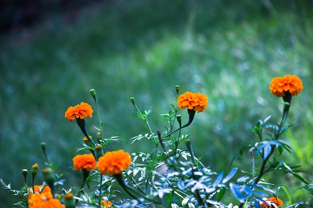 Gele en oranje goudsbloem bloeit tagetes in bloei