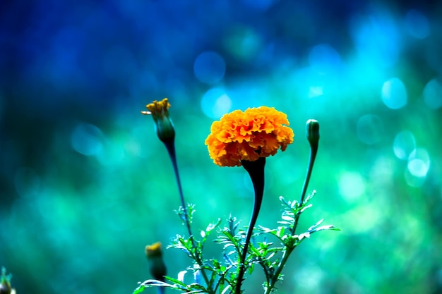 Gele en oranje goudsbloem bloeit tagetes in bloei