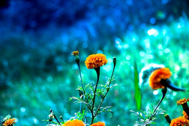 Gele en oranje goudsbloem bloeit tagetes in bloei