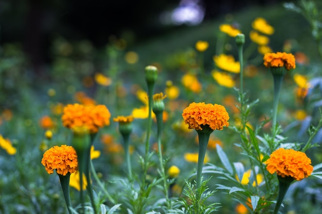 Gele en oranje goudsbloembloemen Tagetes in bloei tussen andere bloemen in de tuin