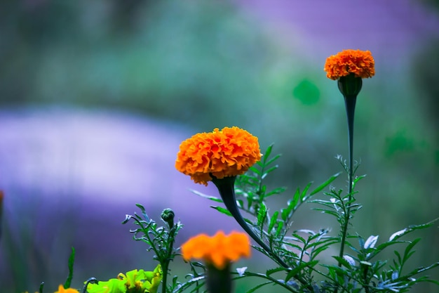 Gele en oranje goudsbloembloemen Tagetes in bloei tussen andere bloemen in de tuin