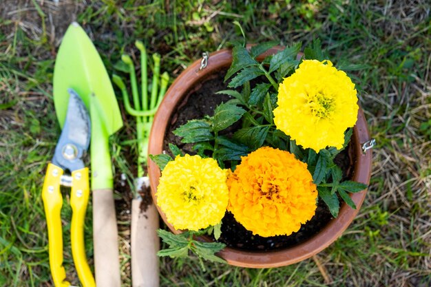 Gele en oranje goudsbloemzaailingen met wortels worden voorbereid om in de lente in de volle grond te planten Pretentieloze tuinbloemen in de handen van een tuinman bloembed en tuinverzorging