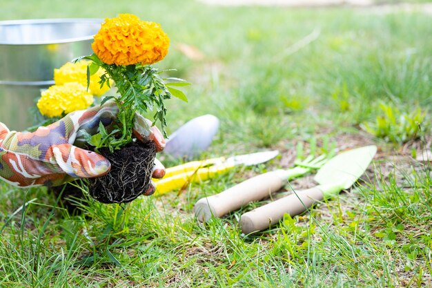Gele en oranje goudsbloemzaailingen met wortels worden voorbereid om in de lente in de volle grond te planten Pretentieloze tuinbloemen in de handen van een tuinman bloembed en tuinverzorging