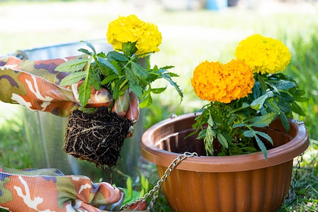 Gele en oranje goudsbloemzaailingen met wortels worden voorbereid om in de lente in de volle grond te planten Pretentieloze tuinbloemen in de handen van een tuinman bloembed en tuinverzorging