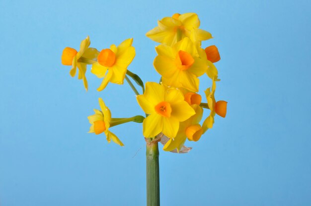 Gele en oranje narcissen op blauwe achtergrond