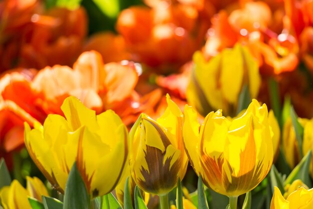 Gele en oranje tulpen in de tuin