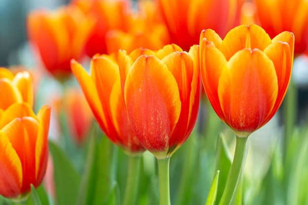 Gele en oranje tulpen in een tuin