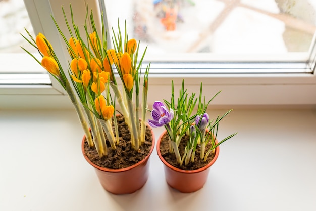 Gele en paarse krokussen in plastic pot op de vensterbank. Lentebloemen, tuinieren