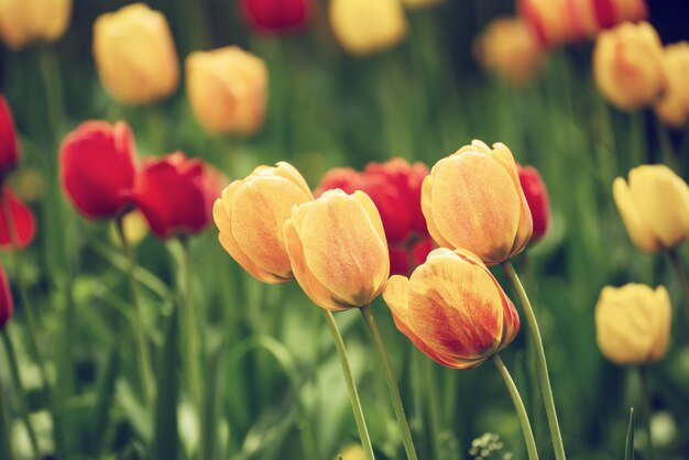 gele en rode bloemen