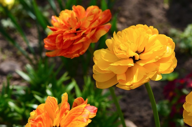 Gele en rode dubbele tulpen in de tuinclose-up