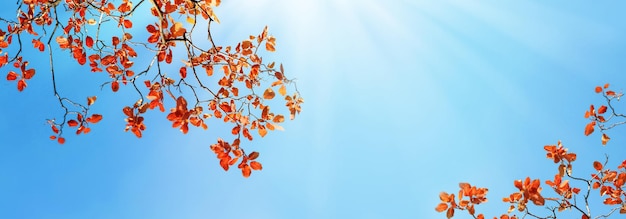 Gele en rode heldere herfstbladeren tegen een blauwe lucht in het zonlicht Herfst natuurlijke achtergrond Vrije ruimte voor tekst Bannerontwerp