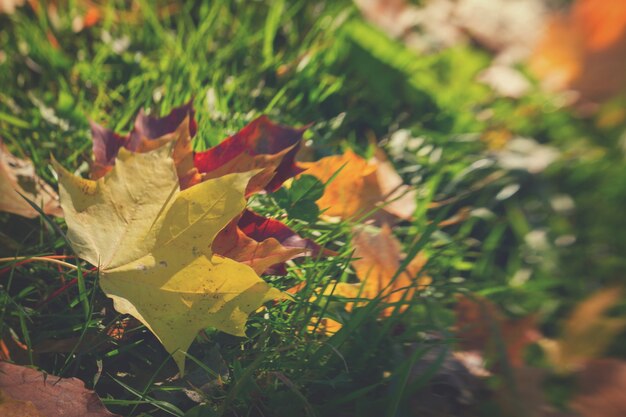 Gele en rode herfst esdoorn bladeren op groen gras, retro afgezwakt