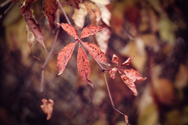 Gele en rode herfstbladeren. Mooie achtergrond.