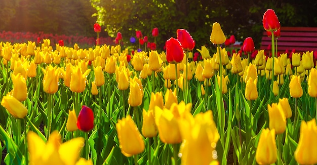 Gele en rode tulpen in de tuin in de vroege ochtend.