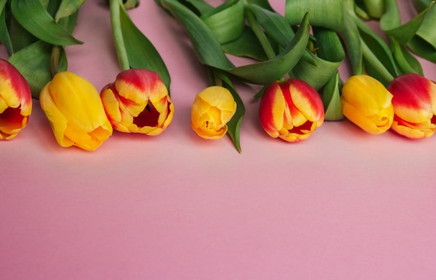 Gele en rode tulpen op een roze achtergrond kopie ruimte. Hollandse tulpen.