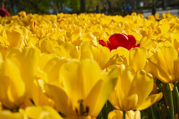 Gele en rode tulpen