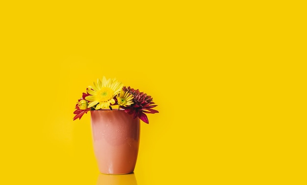 gele en roze gerberabloemen in een roze kop op een gele achtergrond