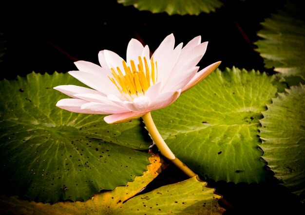 Gele en roze lotusknoppen en bloeien prachtig