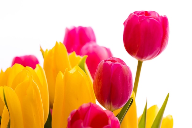 Gele en roze tulpen in lenteboeket.