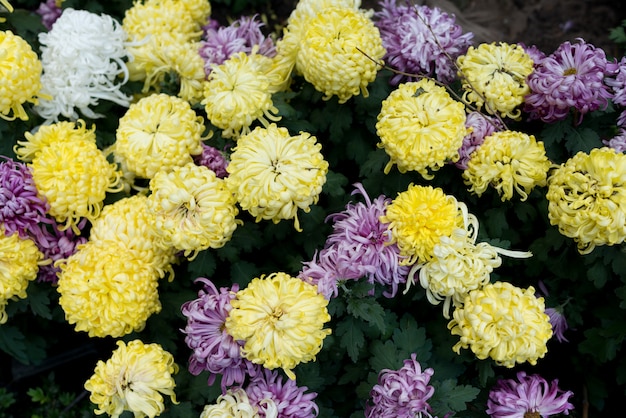 Foto gele en violette bloemen