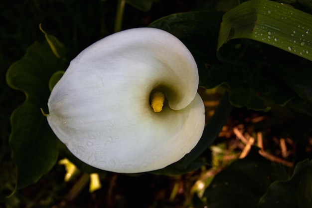 Gele en witte bloem van Zantedeschia aethiopica bloeiend in de lente Calla palustris Ruimte kopiëren