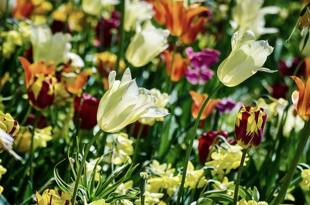 Gele en witte tulp bloemen