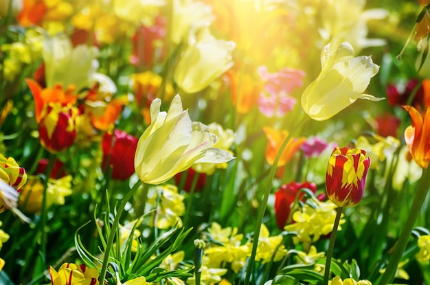 Gele en witte tulp bloemen