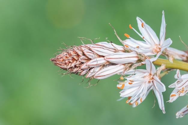 Gele en witte wilde bloemen