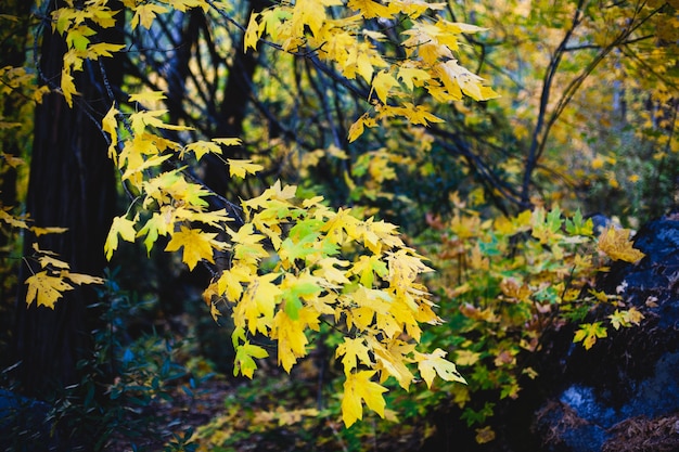 Foto gele esdoorn bladeren boom
