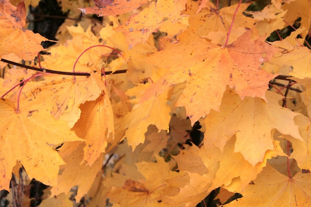 gele esdoorn bladeren in de herfst Park