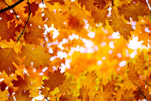 Gele esdoorn bladeren op een takje in de herfst