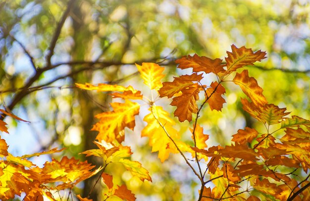Gele esdoorn bladeren op een takje in de herfst