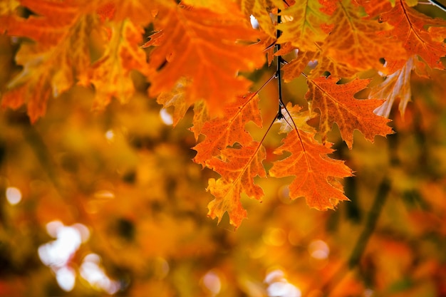 Gele esdoorn bladeren op een takje in de herfst