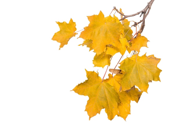 Gele esdoorn bladeren op witte achtergrond herfst bos