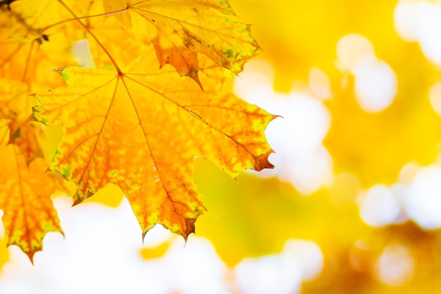 Gele esdoorn. Esdoornbladeren op een onscherpe achtergrond. Herfst achtergrond. Ruimte kopiëren