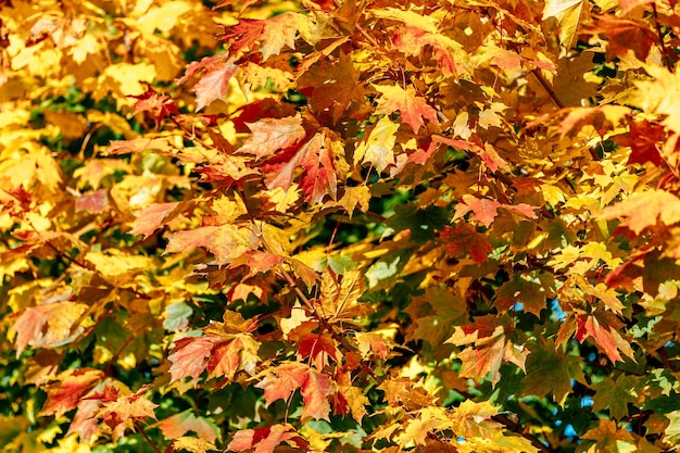 Gele esdoorn herfstbladeren close-up