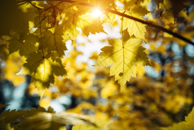 Gele esdoornbladeren gloeien in de zon